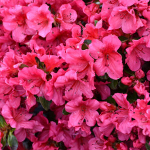 Azalea – Girard’s Crimson – #3 Container