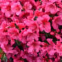 Azalea – Girard’s Crimson – #3 Container