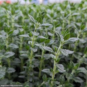 Germander (Teucrium Chamaedrys) – #1 Container