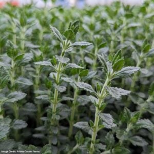Germander (Teucrium Chamaedrys) – #1 Container
