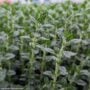 Germander (Teucrium Chamaedrys) – #1 Container