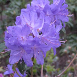Rhododendron – Blue Baron – #3 Container