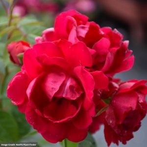 Rose (Climbing) – Blaze – #3 Container