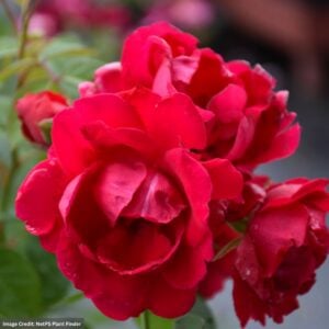 Rose (Climbing) – Blaze – #3 Container