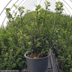 Holly – Berryific – #3 Container