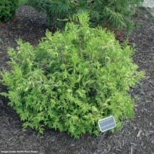 Falsecypress – Dwarf Vintage Gold – #2 Container
