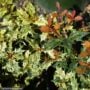 Variegated False Holly – Goshiki – #1 Container