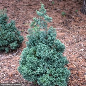 Falsecypress – Hinoki Blue Feathers – #2 Container