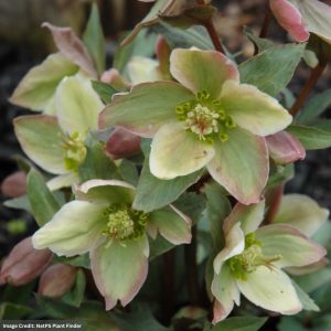 Hellebore – Ivory Prince – #1 Container