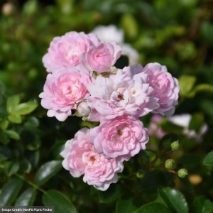 Rose (Shrub) – The Fairy – #3 Container