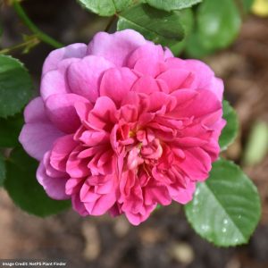 Rose (Climbing) – Zephirine Drouhin – #3 Container