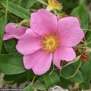 Rose (Shrub) – Palustris (Swamp Rose) – #2 Container