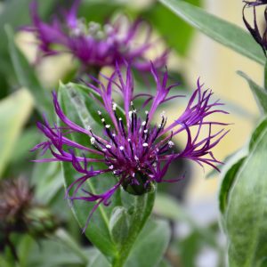 Cornflower (Centaurea montana) – Amethyst In Snow – #1 Container