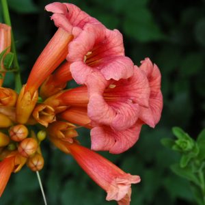 Trumpetvine (Campsis Radicans) – #2 Container