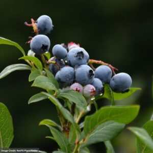 Blueberry – Highbush Northland – #2 Container