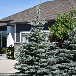 Blue Spruce – Baby Blue – #3 Container