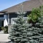 Blue Spruce – Baby Blue – #3 Container