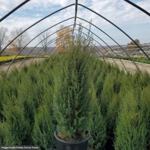 Juniper – Gnom – #3 Container