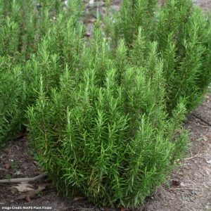 Rosemary – Barbeque – #1 Container