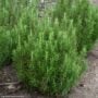 Rosemary – Barbeque – #1 Container