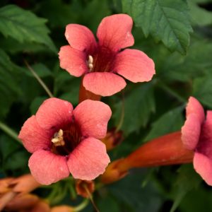 Trumpetvine (Campsis Radicans) – Flamenco – #2 Container