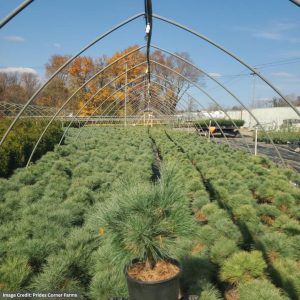 White Pine – Dwarf Connecticut Slate – #2 Container