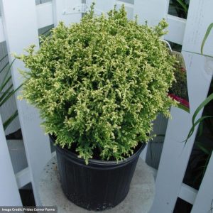 Falsecypress – Japanese Cream Ball – #2 Container