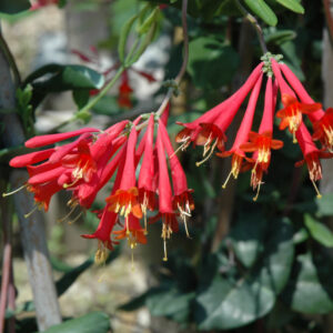 Honeysuckle – Major Wheeler – #1 Container