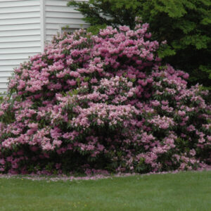 Rhododendron – Maximum Roseum – #3 Container
