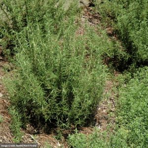 Rosemary – Salem – #1 Container