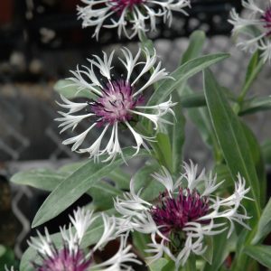Cornflower (Centaurea montana) – Amethyst Dream – #1 Container