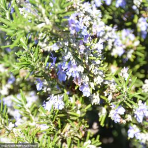 Rosemary – Blue Spire – #1 Container