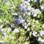 Rosemary – Blue Spire – #1 Container