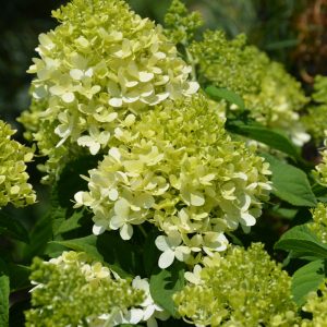 Hydrangea Paniculata – Little Lime – #3 Container