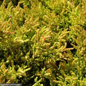 Heather – Winter Chocolate – #1 Container