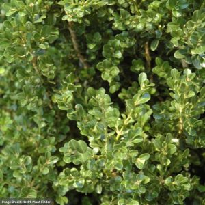 Boxwood – Cranberry Creek – #3 Container
