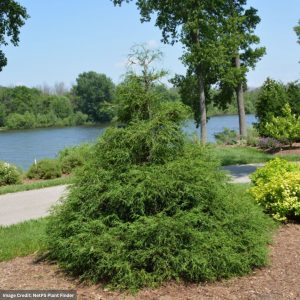 Falsecypress – Soft Serve – #3 Container