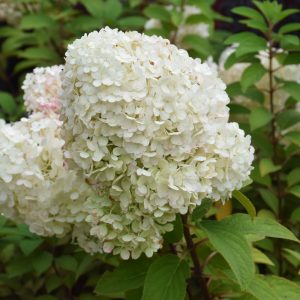 Hydrangea Paniculata – Bobo – #3 Container