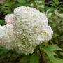 Hydrangea Paniculata – Bobo – #3 Container