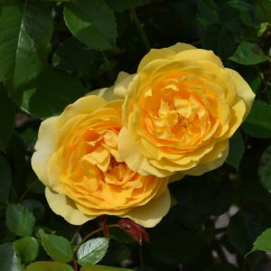 Rose – Julia Child – #3 Container