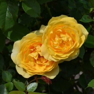 Rose – Julia Child – #3 Container