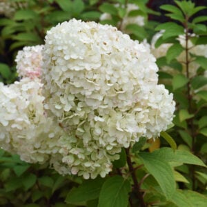 Hydrangea Paniculata – Bobo – #2 Container
