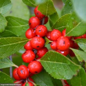 Winterberry – Wildfire – #3 Container