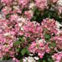 Hydrangea Paniculata – Little Quick Fire – #2 Container