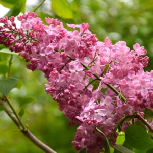 Lilac – Maiden’s Blush – #3 Container