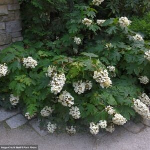 Hydrangea Quercifolia – Pee Wee – #3 Container