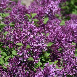Lilac – Bloomerang Dark Purple – #3 Container