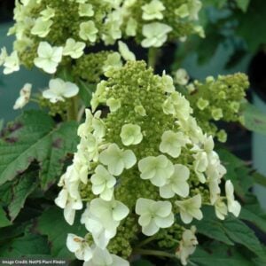 Hydrangea Quercifolia – Munchkin – #3 Container