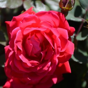Rose – Knock Out – #2 Container