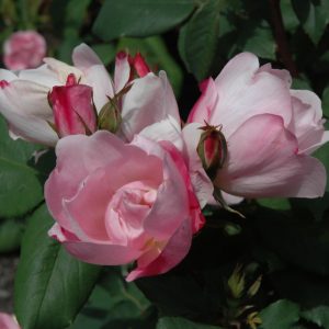 Rose – Blushing Knock Out – #3 Container